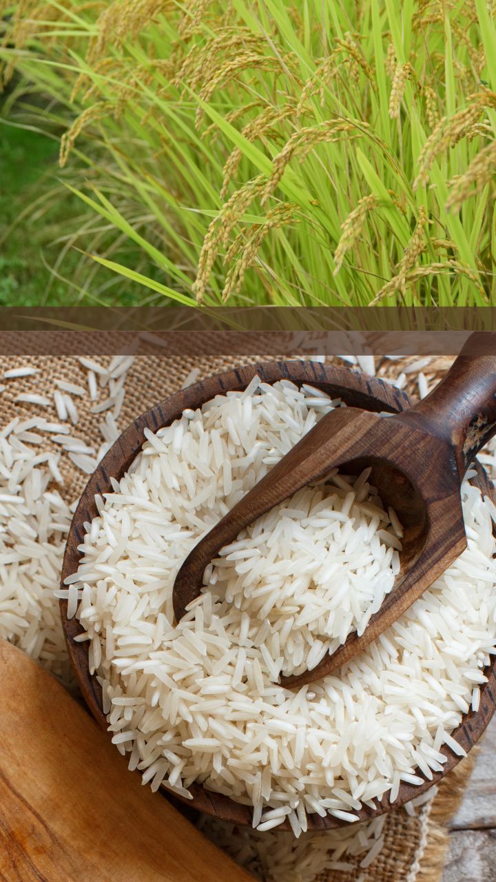 jakhu apna food top products1